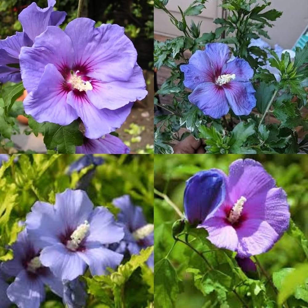 Indian Blue Hibiscus Healthy Flower Plant - Image 1