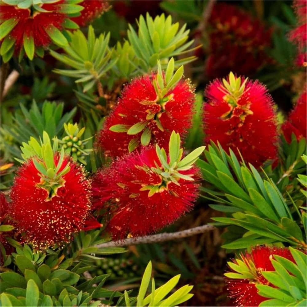 Golden Bottle Brush Healthy Plant - Image 2