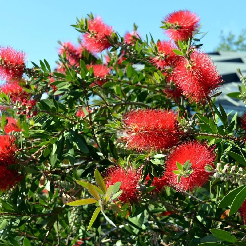 Golden Bottle Brush Healthy Plant - Image 1