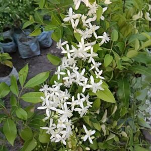 Budhha Jui/Juhi Fragnance Healthy Flower Plant