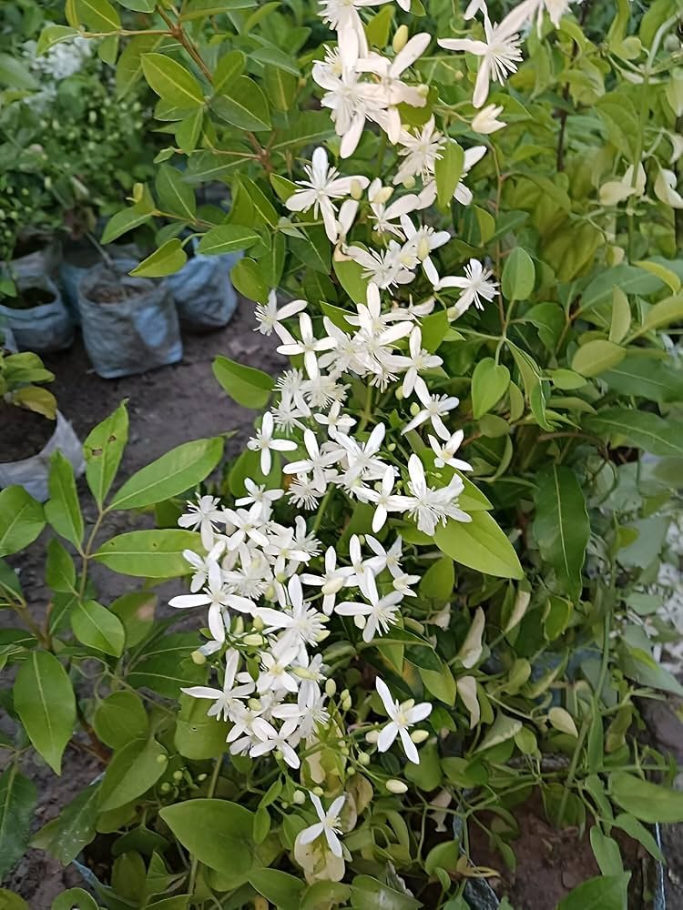 Budhha Jui/Juhi Fragnance Healthy Flower Plant - Image 1