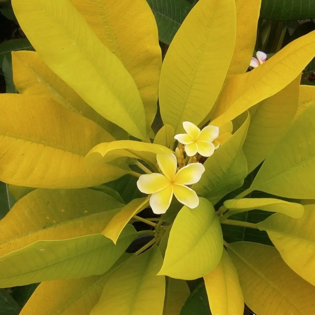 Thai Golden Leaves Sweet Fragnance Plumeria Healthy Plant - Image 3