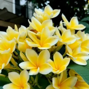 Thai Golden Leaves Sweet Fragnance Plumeria Healthy Plant