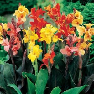 Canna Lilly Mix Color flower bulb