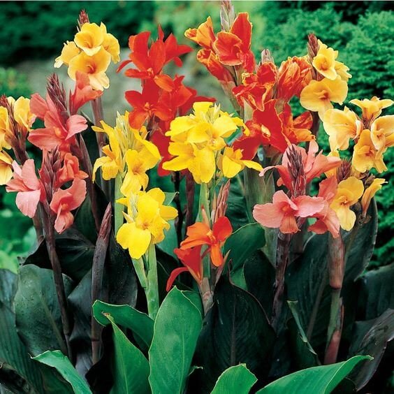 Canna Lilly Mix Color flower bulb