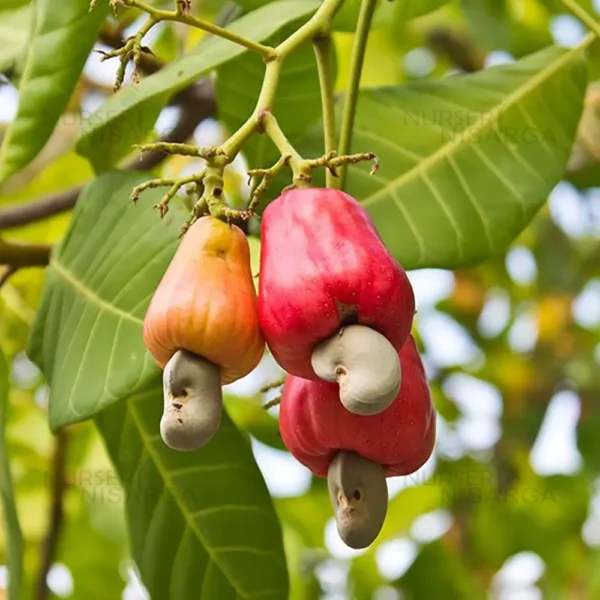 Hybrid Cashew Nut Fruit Healthy Plant