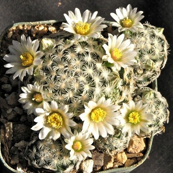 Mammillaria Roemeri cactus Plant