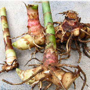 Keokund/Kuth/Kood Indian Costum Rhizome/Bulb