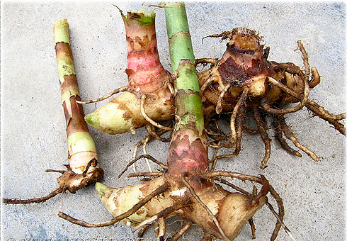 Keokund/Kuth/Kood Indian Costum Rhizome/Bulb