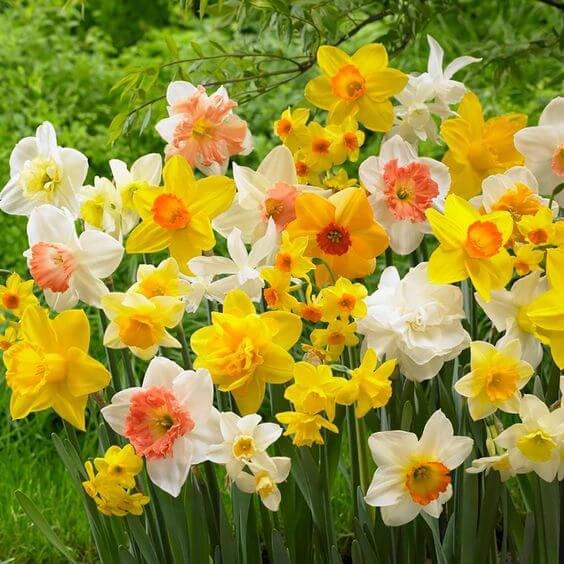 Nargis Daffodil Mixed Color Flower Bulb