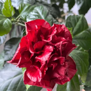 Deep Red Double Petal Variety Hibiscus/Gudhal Flower Plant