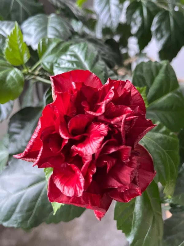 Deep Red Double Petal Variety Hibiscus/Gudhal Flower Plant