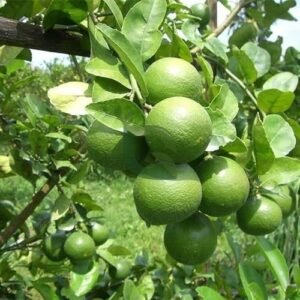 Hybrid Kolkata Pati Lemon Healthy Plant