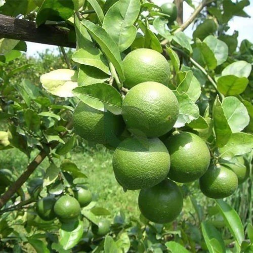 Hybrid Kolkata Pati Lemon Healthy Plant