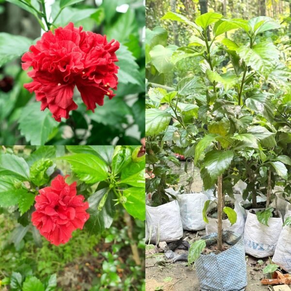 Deep Red Double Petal Variety Hibiscus/Gudhal Flower Plant