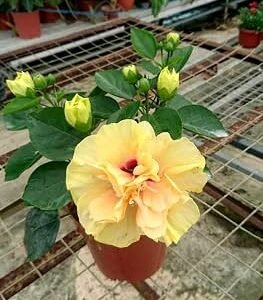 Hybrid Yellow Double Petal Variety Hibiscus/Gudhal Flower Plant - Image 2