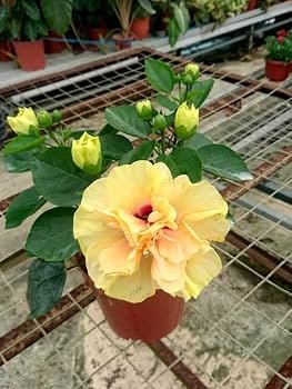 Hybrid Yellow Double Petal Variety Hibiscus/Gudhal Flower Plant