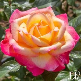Magical Harlequin Id Rose Healthy Grafted Live Plant - Image 2
