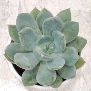 Echeveria Elegance Powdery Succulent Plant - Image 1