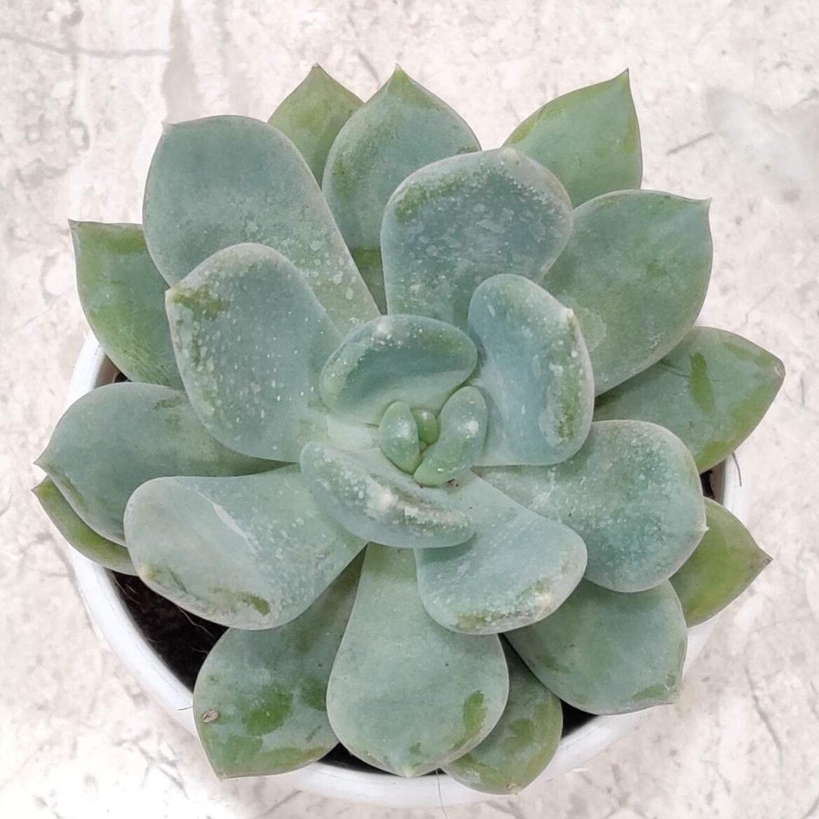 Echeveria Elegance Powdery Succulent Plant - Image 1