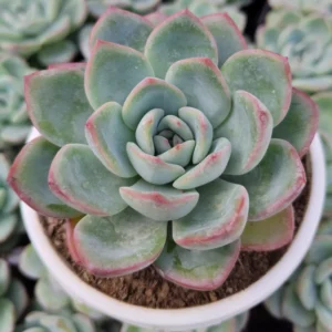 Echeveria Ice Green Hybrid Succulent Plant - Image 2