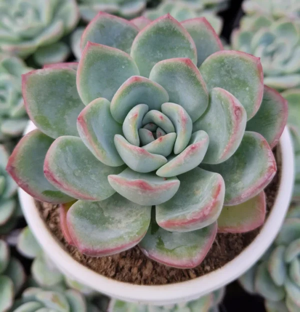 Echeveria Ice Green Hybrid Succulent Plant