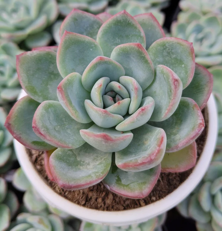 Echeveria Ice Green Hybrid Succulent Plant - Image 2