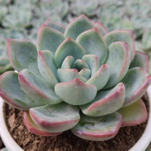 Echeveria Ice Green Hybrid Succulent Plant