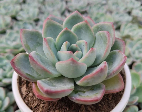 Echeveria Ice Green Hybrid Succulent Plant