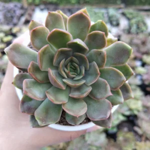 Echeveria Pink Harin Succulent Plant - Image 2