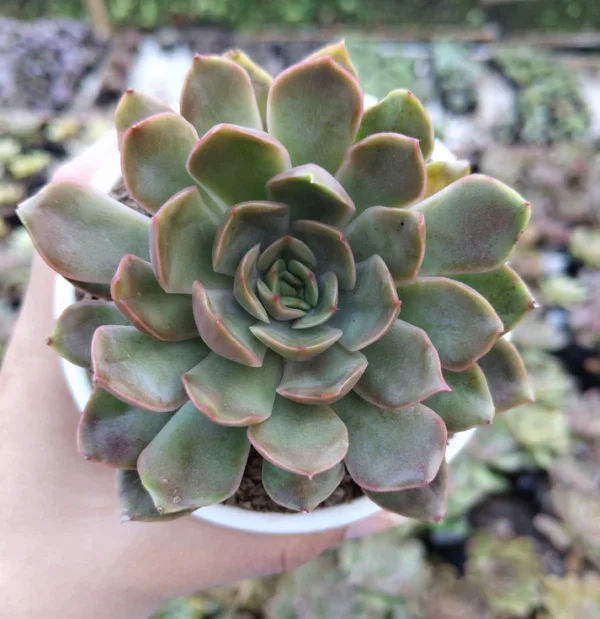 Echeveria Pink Harin Succulent Plant