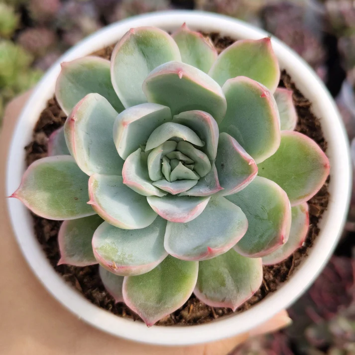 Echeveria Moon Fairy Succulent Plant - Image 1