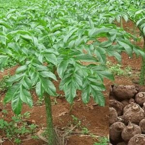 Elephant Foot yam Healthy Corm