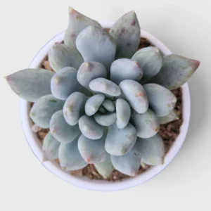 Blue Moonstone Pachyphytum Oviferum Succulent plant