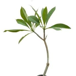 Sweet Fragnance Plumeria Id Scott Pratt Healthy Plant - Image 3