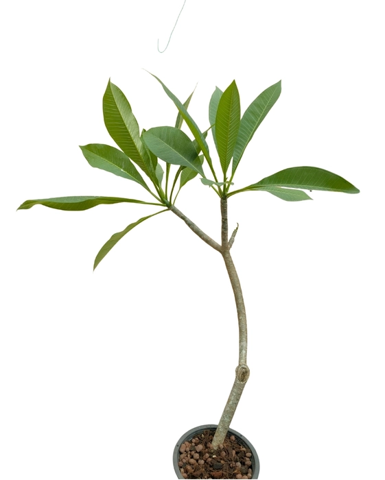 Sweet Fragnance Plumeria Id Scott Pratt Healthy Plant