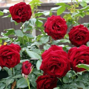 Ashwini Black Id Rose Healthy Grafted Live Plant - Image 2