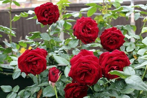 Ashwini Black Id Rose Healthy Grafted Live Plant