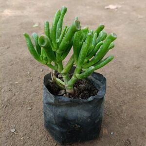 Crassula Gollum (Baby Finger) Succulent Plant - Image 2