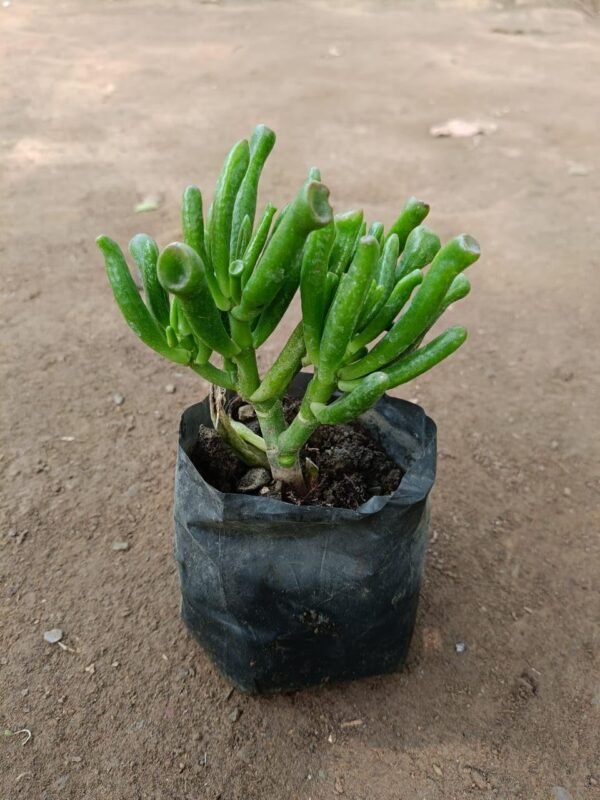 Crassula Gollum (Baby Finger) Succulent Plant