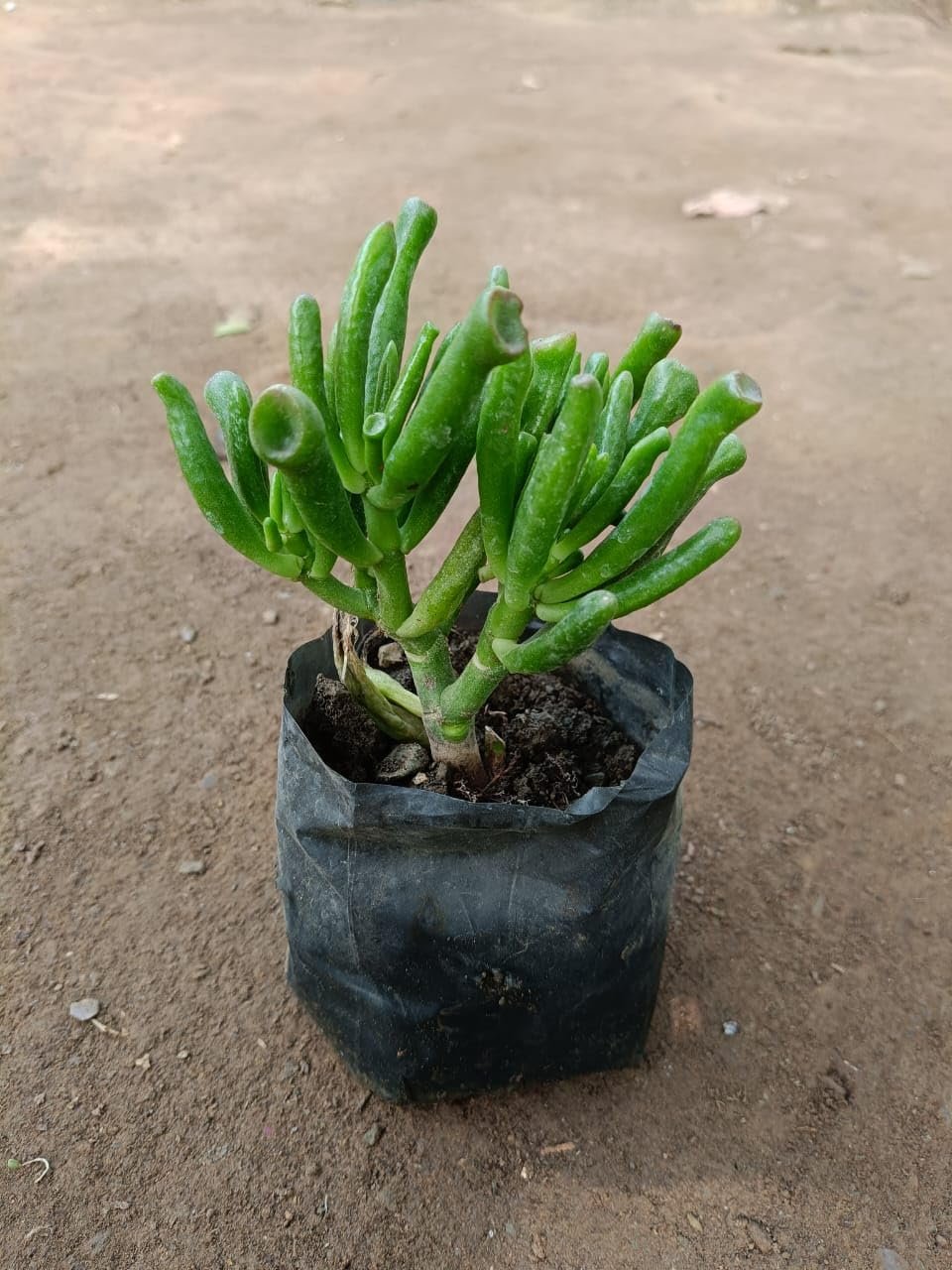 Crassula Gollum (Baby Finger) Succulent Plant - Image 2