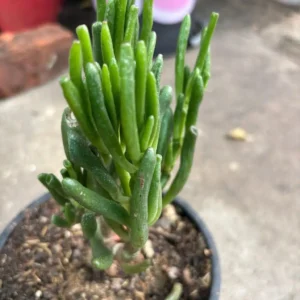 Crassula Gollum (Baby Finger) Succulent Plant