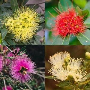 First Love(Xanthostemon Chrysanthus) Dwarf Flower Healthy Plant