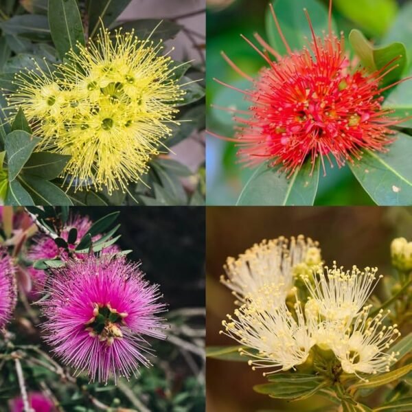 First Love(Xanthostemon Chrysanthus) Dwarf Flower Healthy Plant