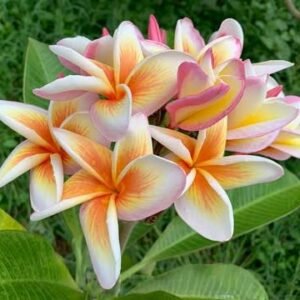 Sweet Fragnance Plumeria Id Fireblast Healthy Plant