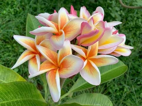 Sweet Fragnance Plumeria Id Fireblast Healthy Plant