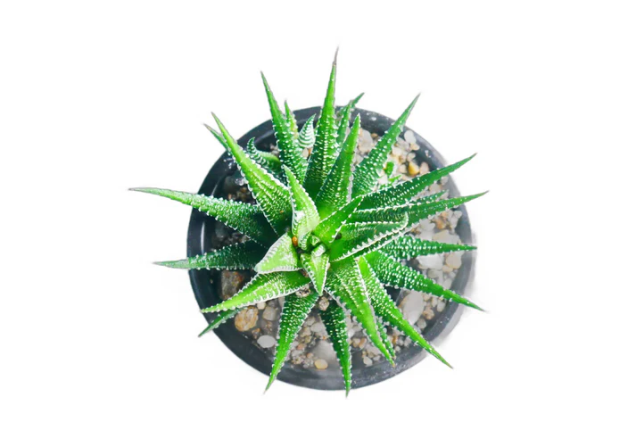 Zebra Haworthia Succulent Plant - Image 1
