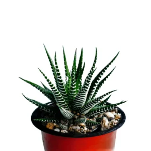 Zebra Haworthia Succulent Plant - Image 2