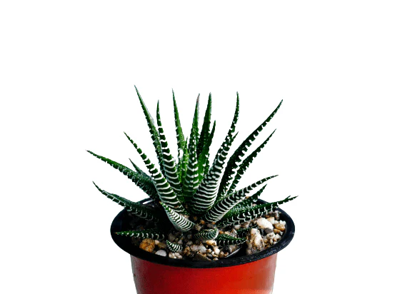 Zebra Haworthia Succulent Plant
