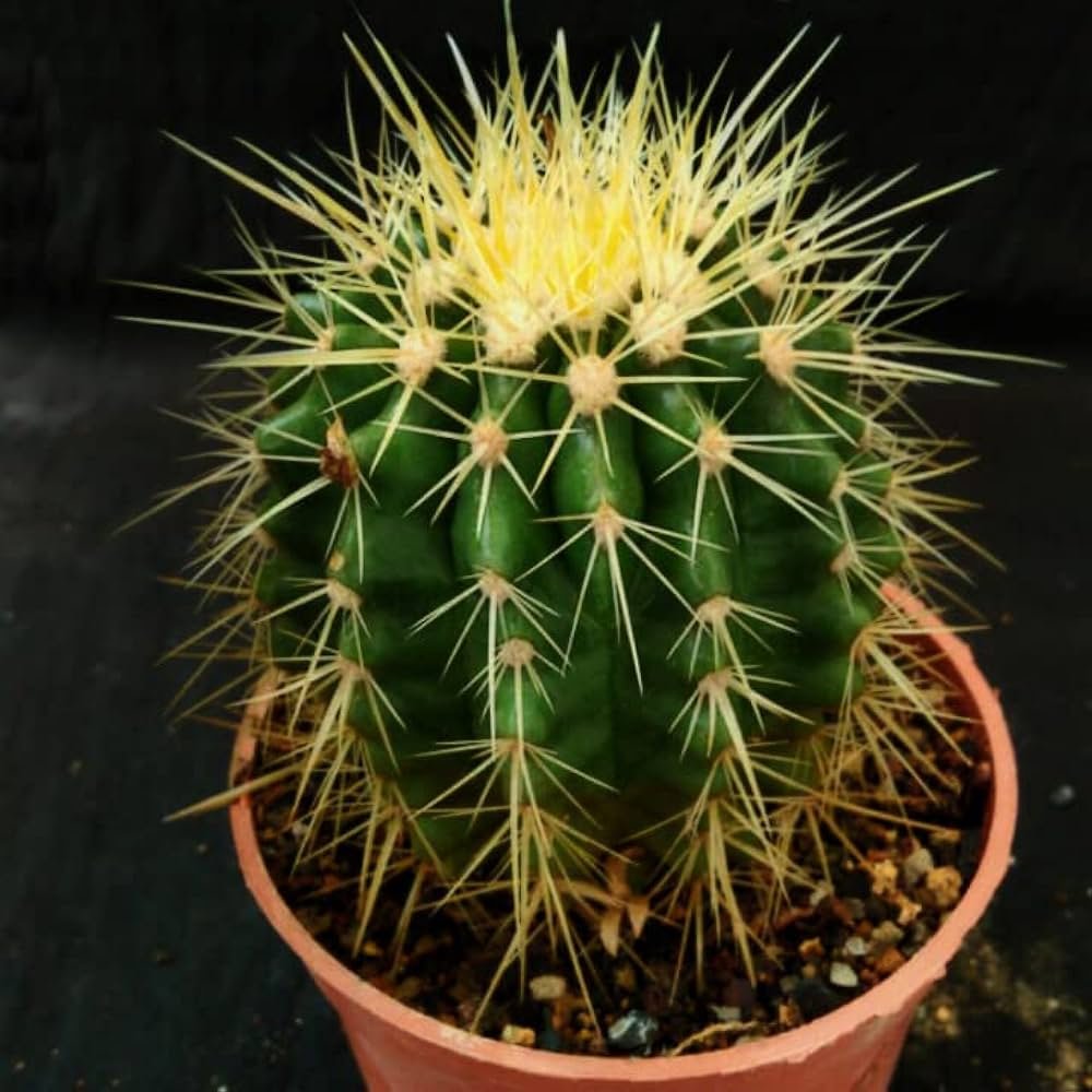 Golden Barrel Cactus - Echinocactus Grusonii Plant - Image 1